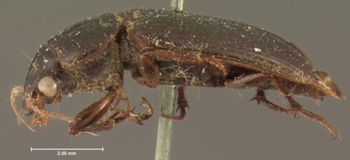 Media type: image;   Entomology 5879 Aspect: habitus lateral view